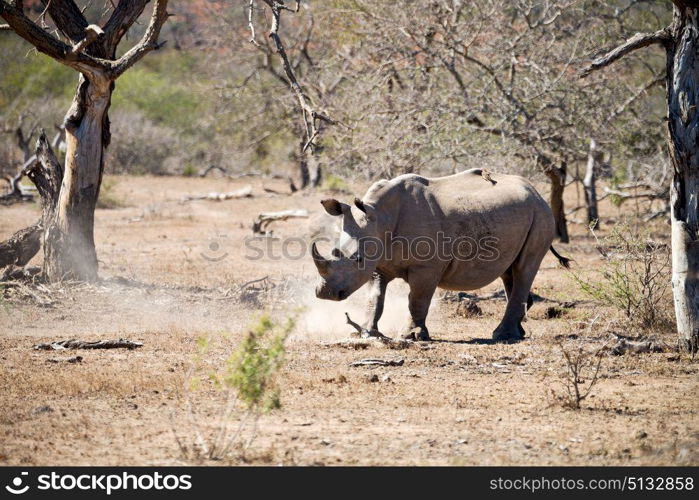 blur in south africa kruger wildlife nature reserve and wild rhinoceros