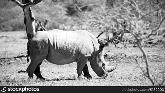 blur in south africa kruger wildlife nature reserve and wild rhinoceros