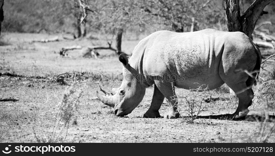 blur in south africa kruger wildlife nature reserve and wild rhinoceros