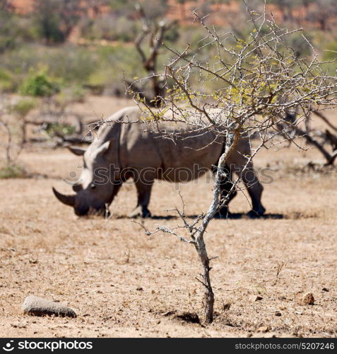 blur in south africa kruger wildlife nature reserve and wild rhinoceros