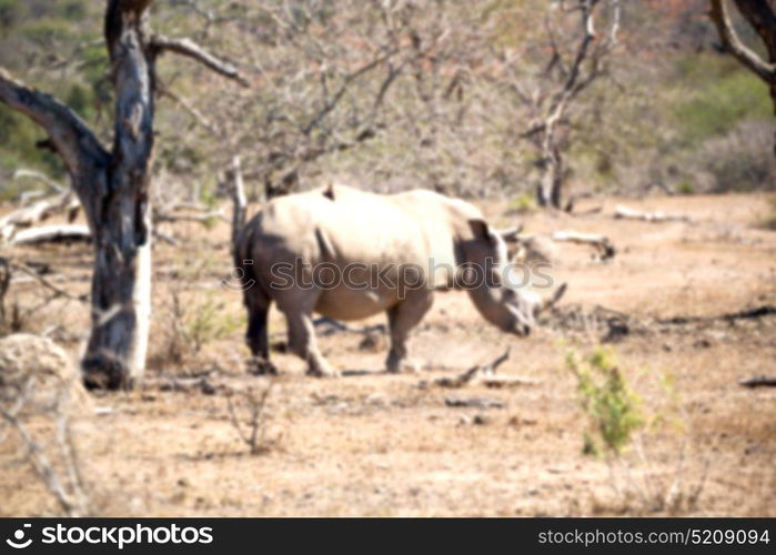 blur in south africa kruger wildlife nature reserve and wild rhinoceros