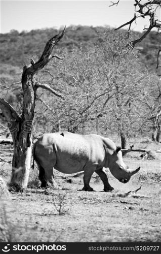 blur in south africa kruger wildlife nature reserve and wild rhinoceros