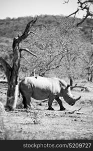 blur in south africa kruger wildlife nature reserve and wild rhinoceros