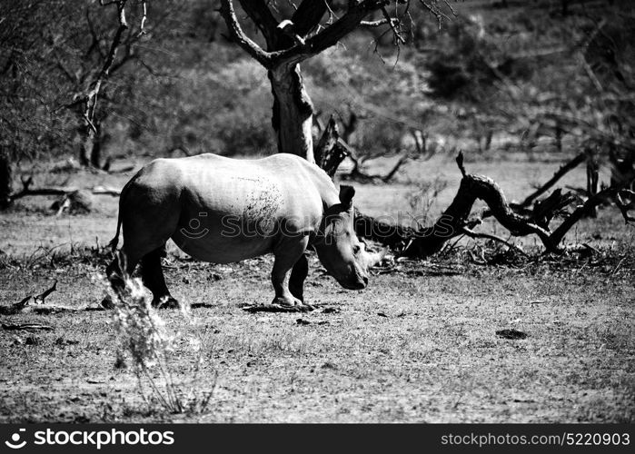 blur in south africa kruger wildlife nature reserve and wild rhinoceros