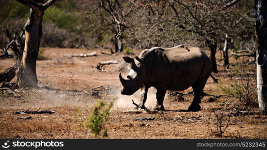 blur in south africa kruger wildlife nature reserve and wild rhinoceros