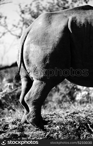 blur in south africa kruger wildlife nature reserve and wild rhinoceros