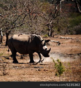 blur in south africa kruger wildlife nature reserve and wild rhinoceros