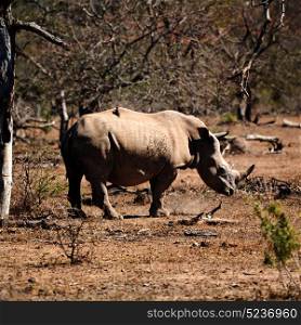 blur in south africa kruger wildlife nature reserve and wild rhinoceros