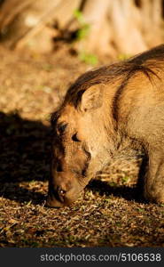 blur in south africa kruger wildlife nature reserve and wild warthog