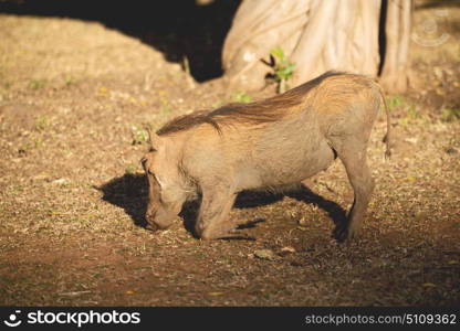 blur in south africa kruger wildlife nature reserve and wild warthog