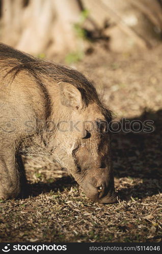 blur in south africa kruger wildlife nature reserve and wild warthog