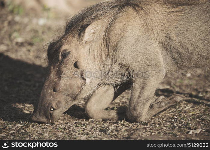 blur in south africa kruger wildlife nature reserve and wild warthog