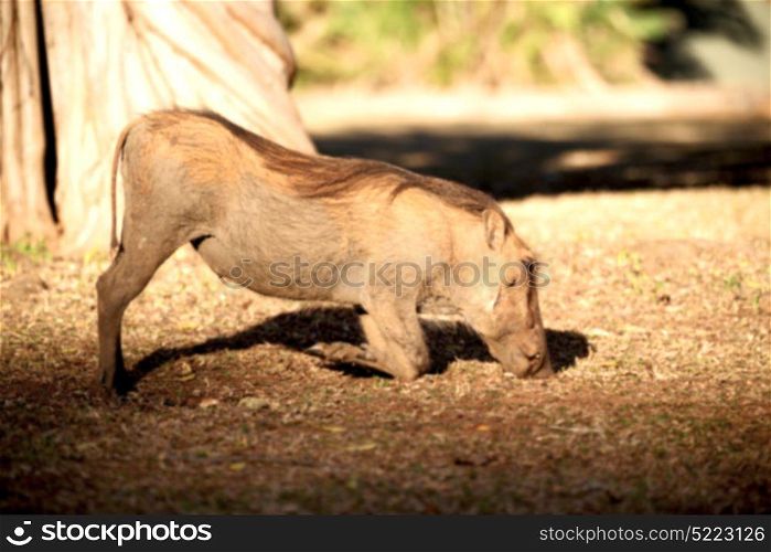 blur in south africa kruger wildlife nature reserve and wild warthog
