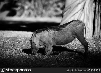 blur in south africa kruger wildlife nature reserve and wild warthog