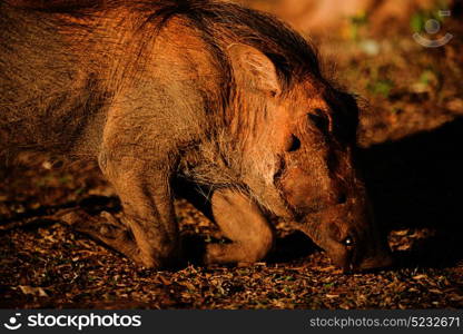 blur in south africa kruger wildlife nature reserve and wild warthog