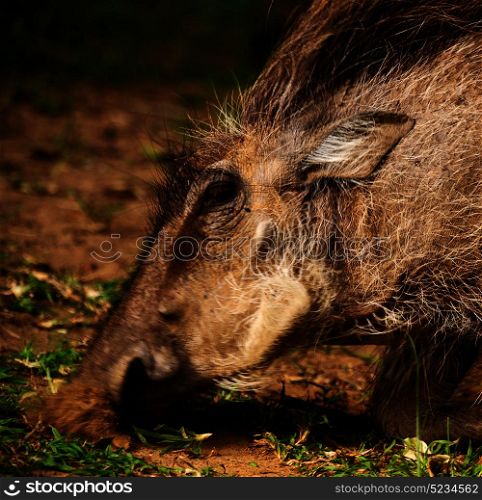 blur in south africa kruger wildlife nature reserve and wild warthog