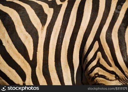 blur in south africa kruger wildlife nature reserve and wild zebra skin abstract background