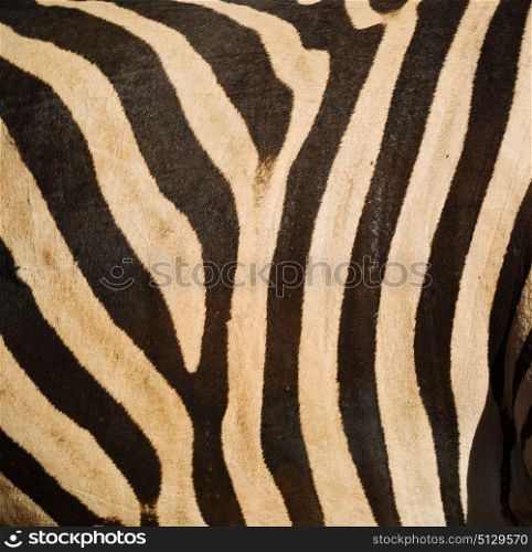 blur in south africa kruger wildlife nature reserve and wild zebra skin abstract background
