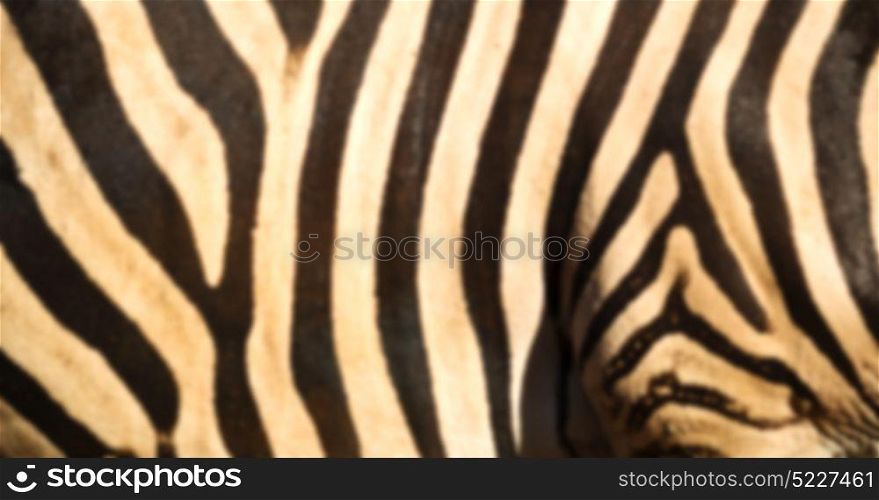 blur in south africa kruger wildlife nature reserve and wild zebra skin abstract background