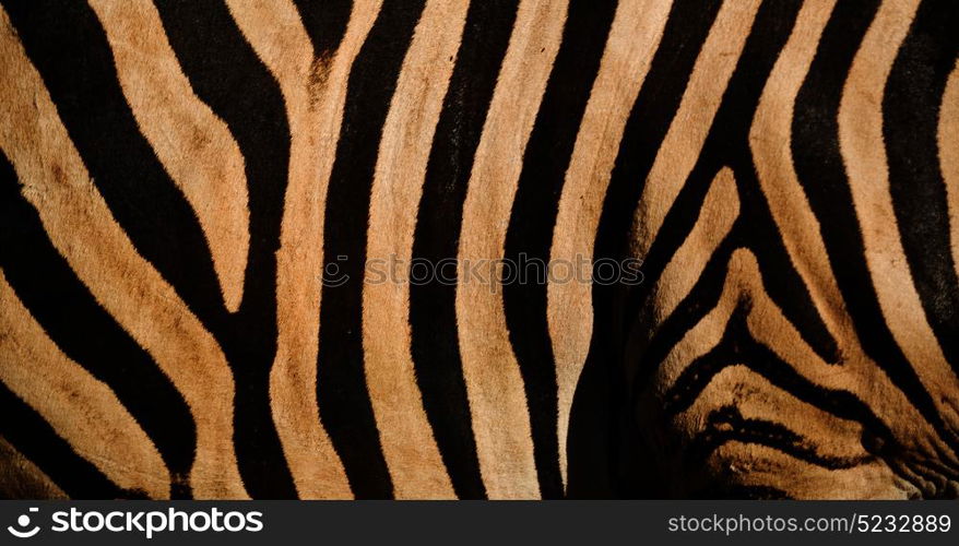 blur in south africa kruger wildlife nature reserve and wild zebra skin abstract background