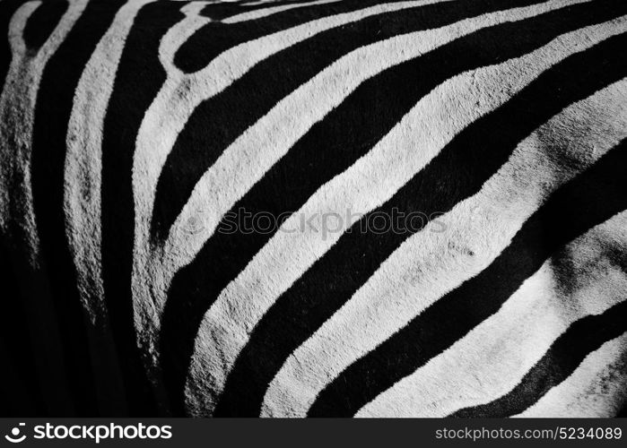 blur in south africa kruger wildlife nature reserve and wild zebra skin abstract background