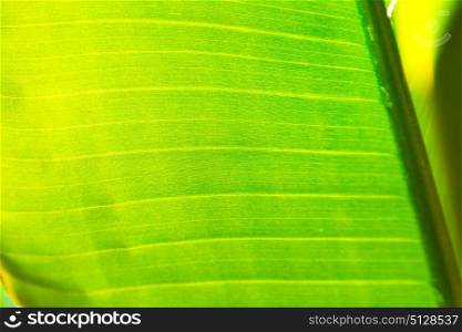 blur in south africa leaf close up like abstract background