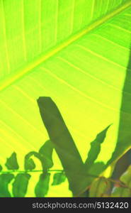 blur in south africa leaf close up like abstract background