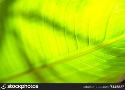 blur in south africa leaf close up like abstract background