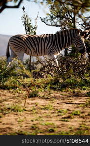 blur in south africa mlilwane wildlife nature reserve and wild zebra