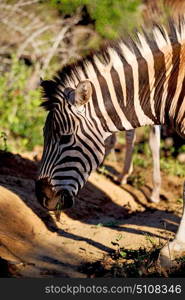 blur in south africa mlilwane wildlife nature reserve and wild zebra