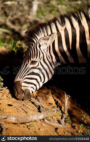 blur in south africa mlilwane wildlife nature reserve and wild zebra