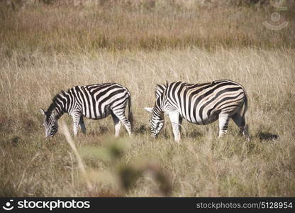 blur in south africa mlilwane wildlife nature reserve and wild zebra