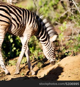 blur in south africa mlilwane wildlife nature reserve and wild zebra