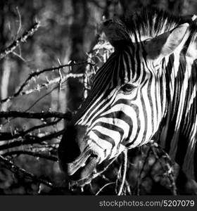 blur in south africa mlilwane wildlife nature reserve and wild zebra