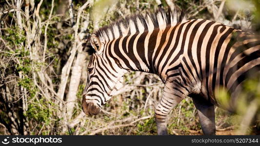 blur in south africa mlilwane wildlife nature reserve and wild zebra