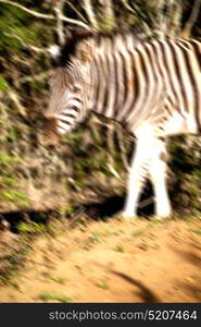 blur in south africa mlilwane wildlife nature reserve and wild zebra