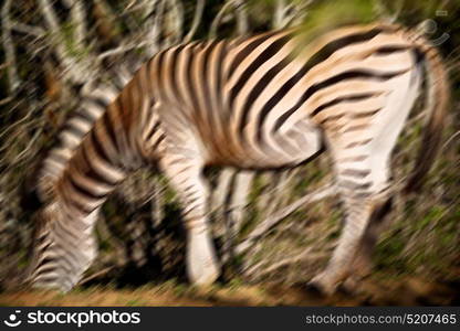 blur in south africa mlilwane wildlife nature reserve and wild zebra