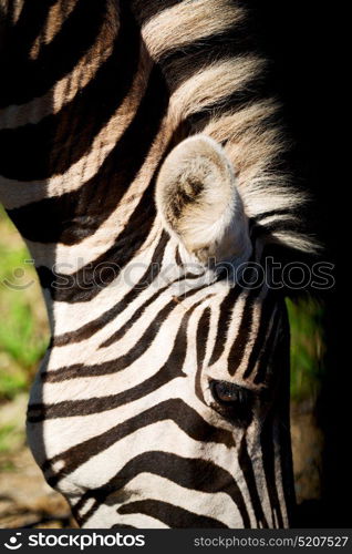 blur in south africa mlilwane wildlife nature reserve and wild zebra