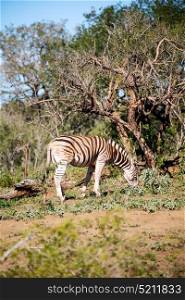 blur in south africa mlilwane wildlife nature reserve and wild zebra