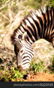 blur in south africa mlilwane wildlife nature reserve and wild zebra