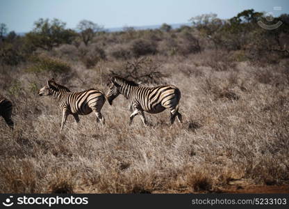 blur in south africa mlilwane wildlife nature reserve and wild zebra