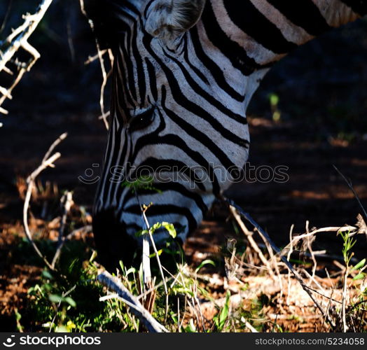 blur in south africa mlilwane wildlife nature reserve and wild zebra