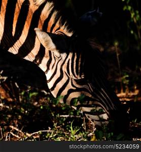 blur in south africa mlilwane wildlife nature reserve and wild zebra