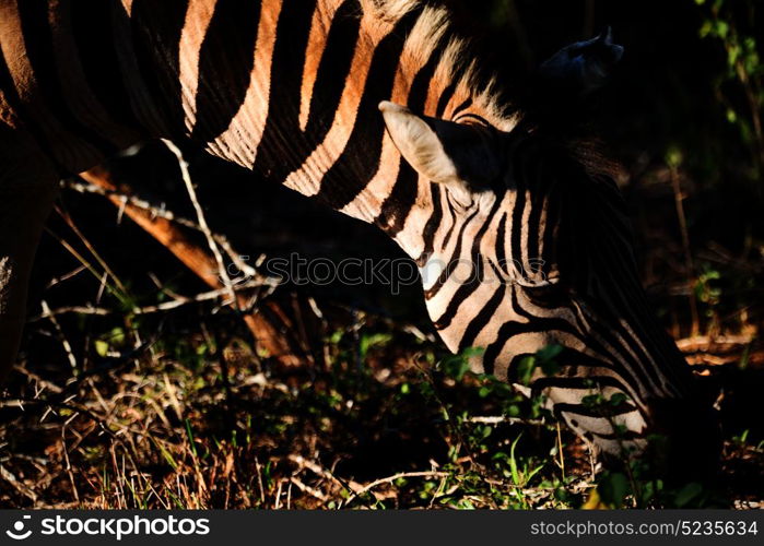 blur in south africa mlilwane wildlife nature reserve and wild zebra