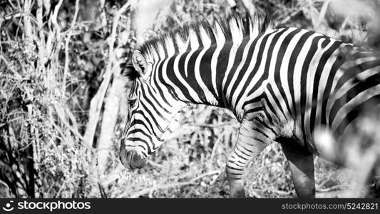 blur in south africa mlilwane wildlife nature reserve and wild zebra