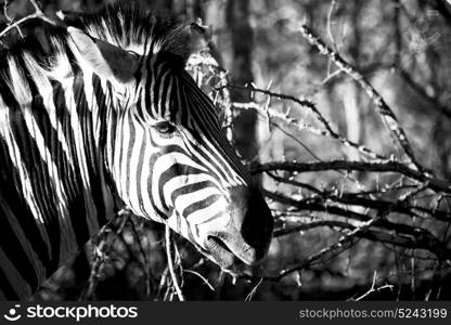 blur in south africa mlilwane wildlife nature reserve and wild zebra