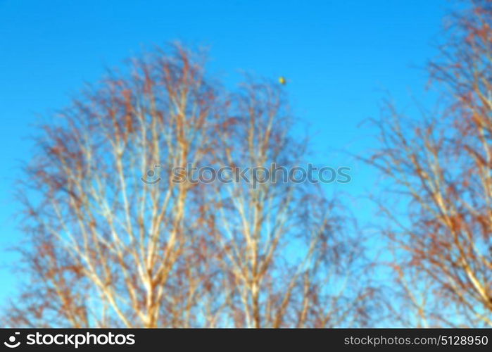 blur in south africa old tree and his branches in the clear sky like abstract background