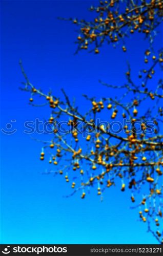 blur in south africa old tree and his branches in the clear sky like abstract background