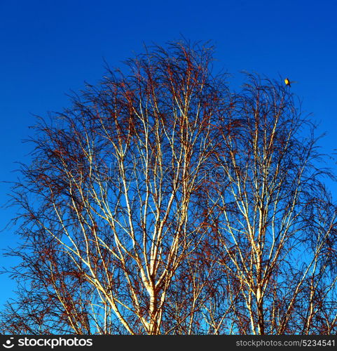 blur in south africa old tree and his branches in the clear sky like abstract background