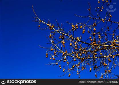 blur in south africa old tree and his branches in the clear sky like abstract background
